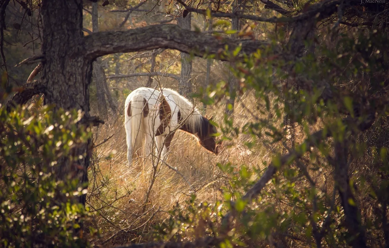 Фото обои конь, лошадь, пасётся