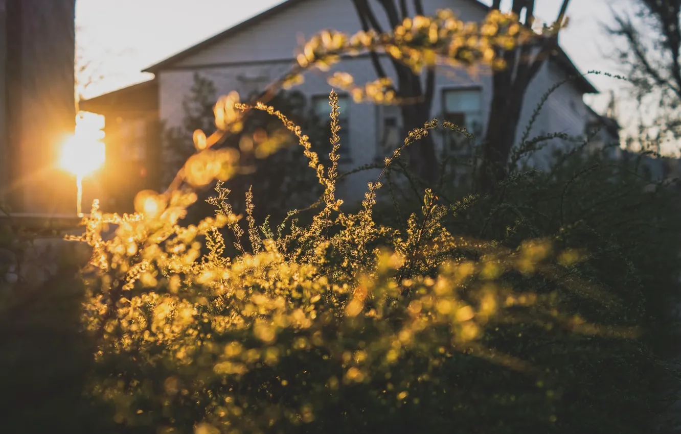 Фото обои House, Grass, Sun, Sunset, Summer, Mood