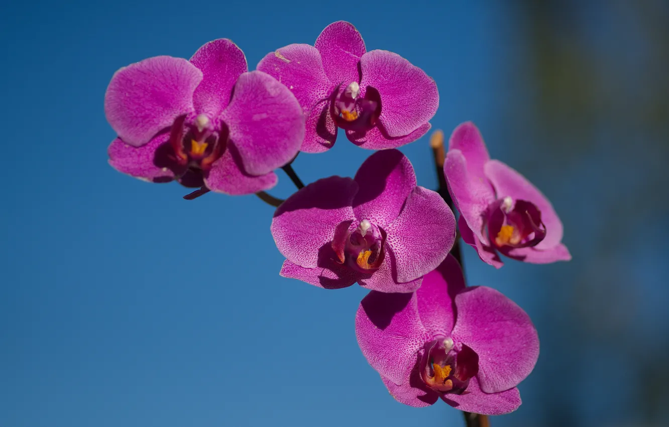 Фото обои цветок, небо, природа, орхидея