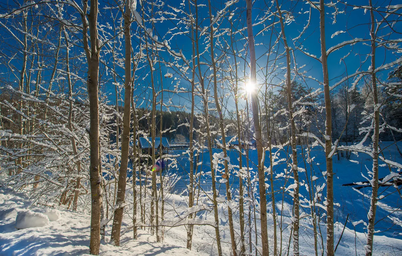 Фото обои зима, солнце, снег