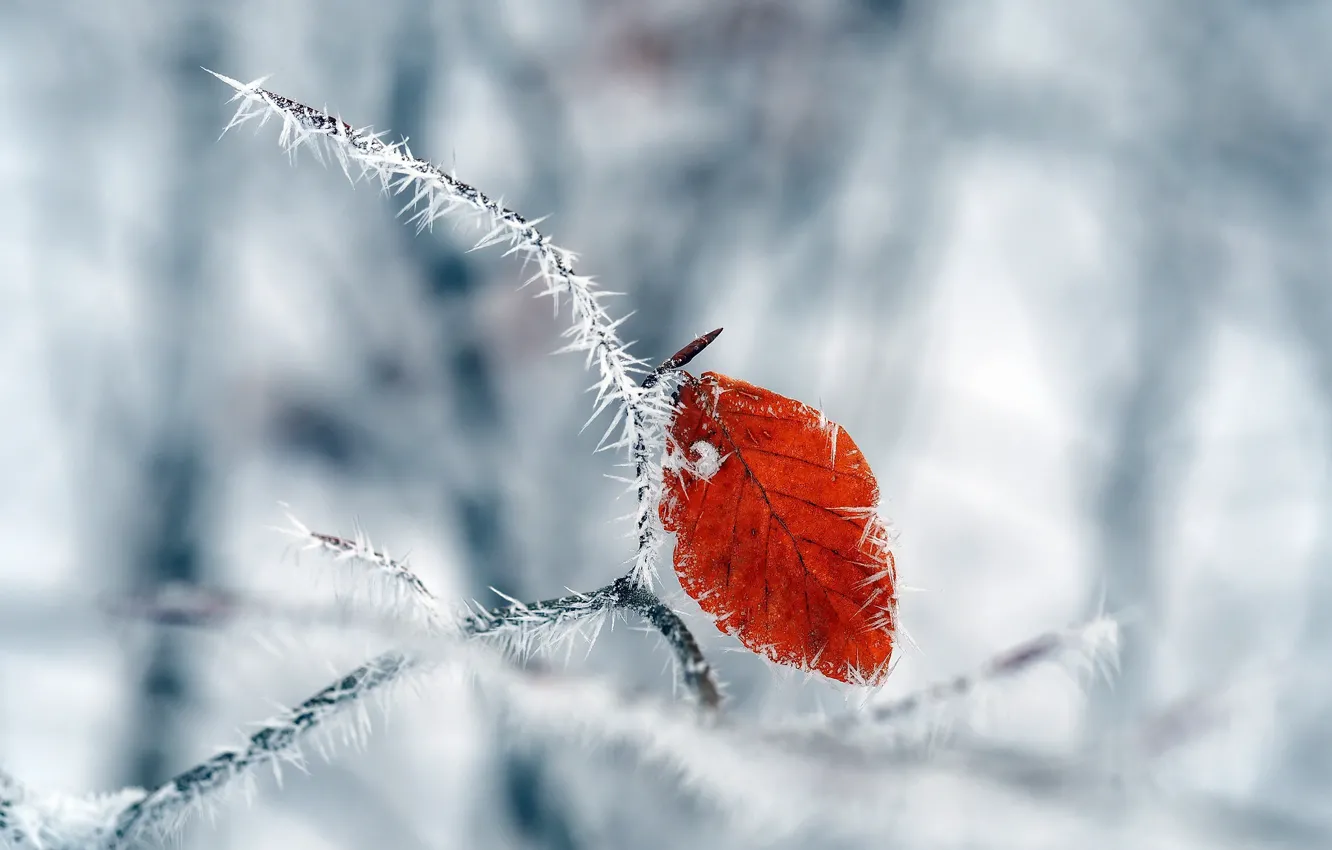 Фото обои холод, зима, лист, ветка