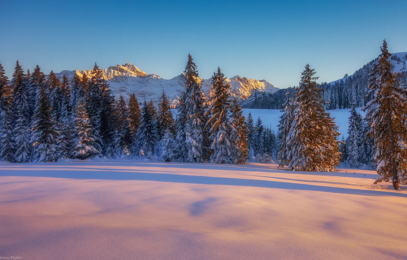 Фото обои sunset, winter, mountain, snow, tree