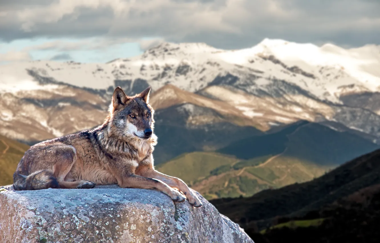 Фото обои animals, winter, woods, wolf, wildlife