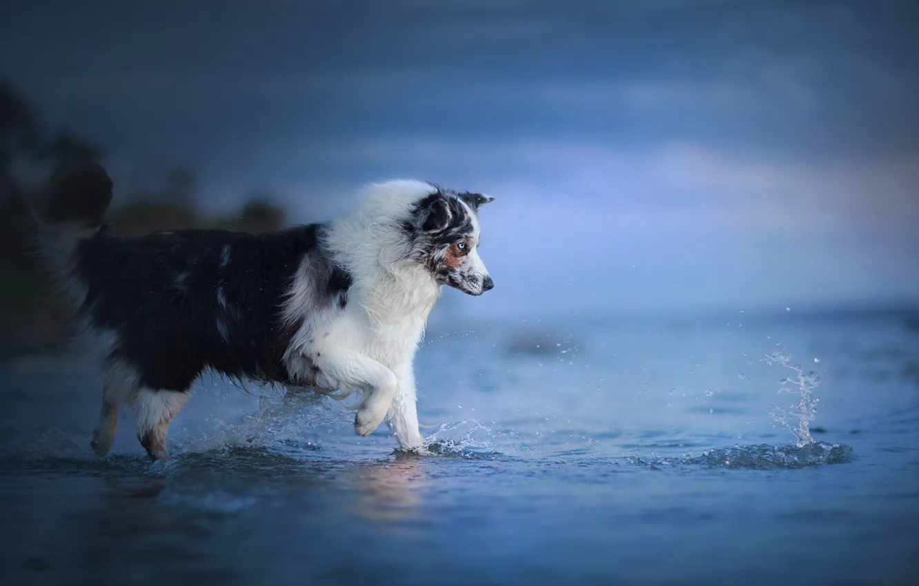 Фото обои вода, брызги, собака, Австралийская овчарка, Аусси