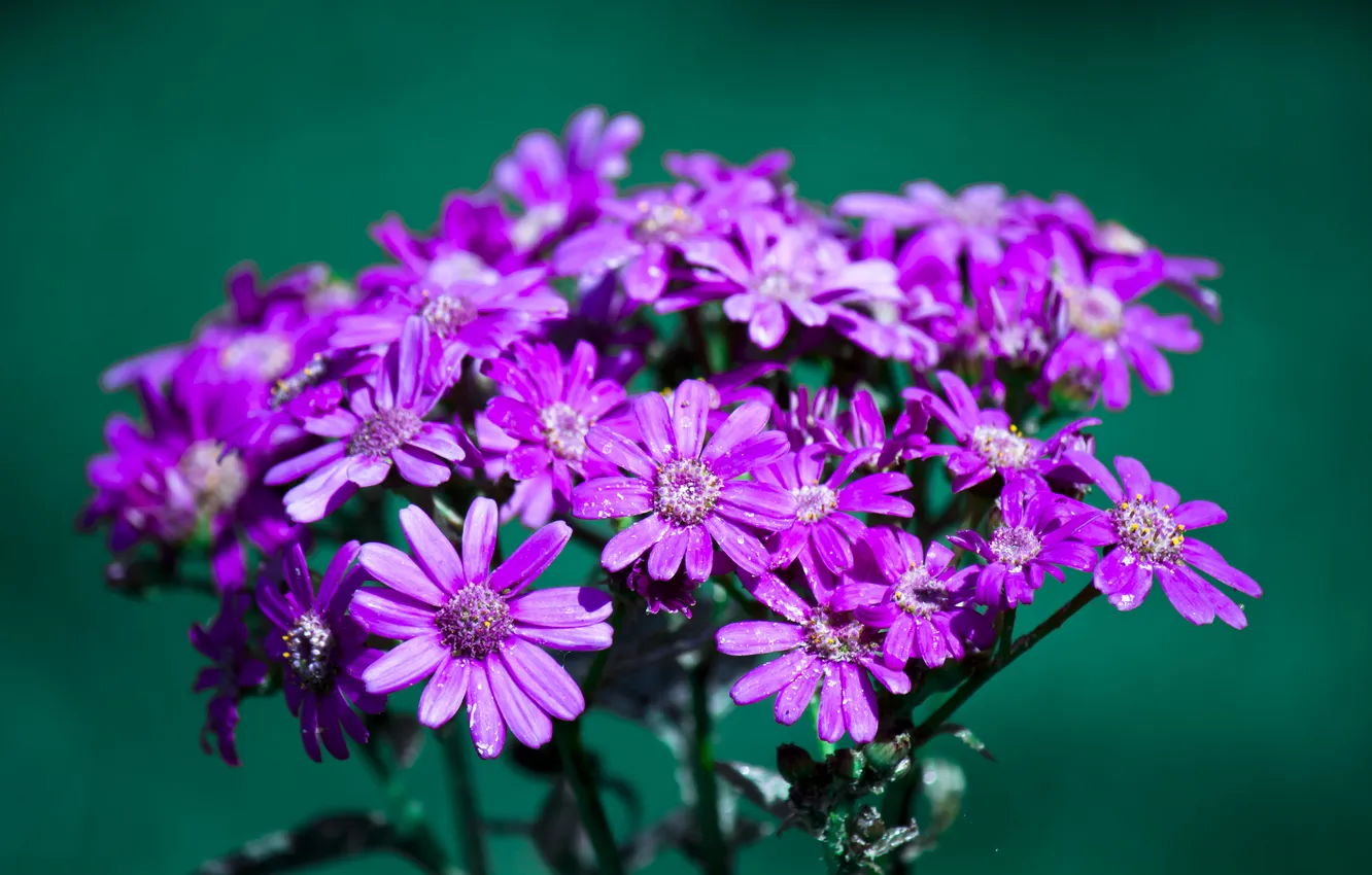 Фото обои макро, цветы, лепестки, бутоны, цветки, flowers