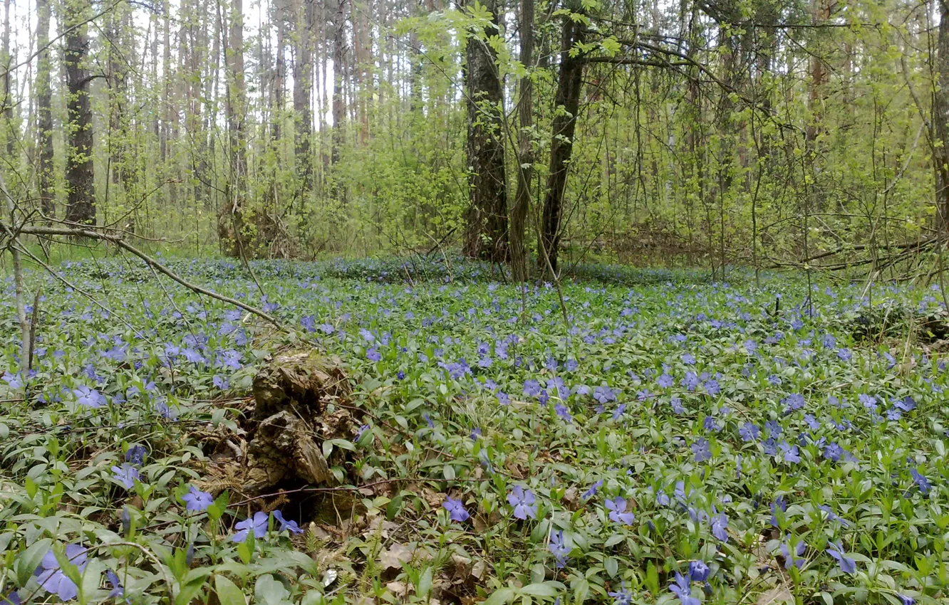 Фото обои лес, цветы, природа, пейзажи, Украина, Шостка