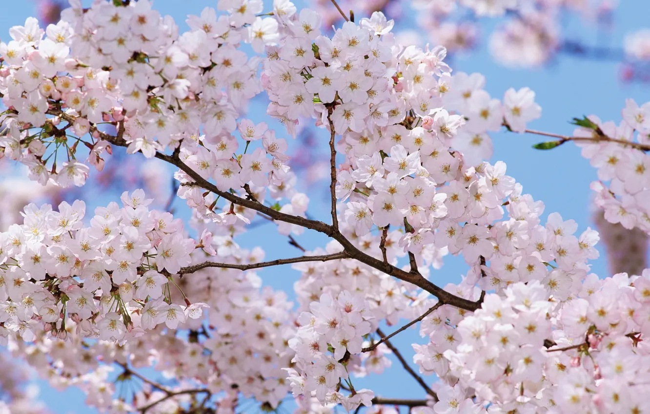 Фото обои деревья, цветы, весна