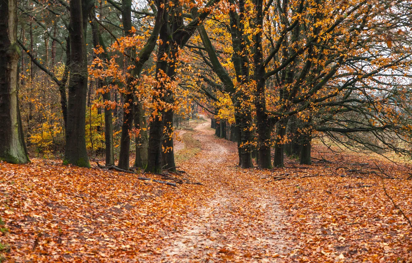 Фото обои дорога, осень, лес, листья, деревья, forest, road, park