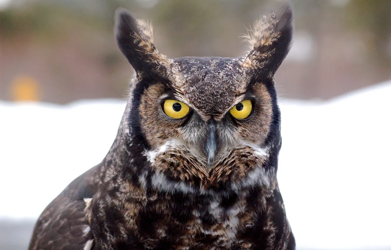 Фото обои bird, animal, wildlife, ...great-horned-owl-