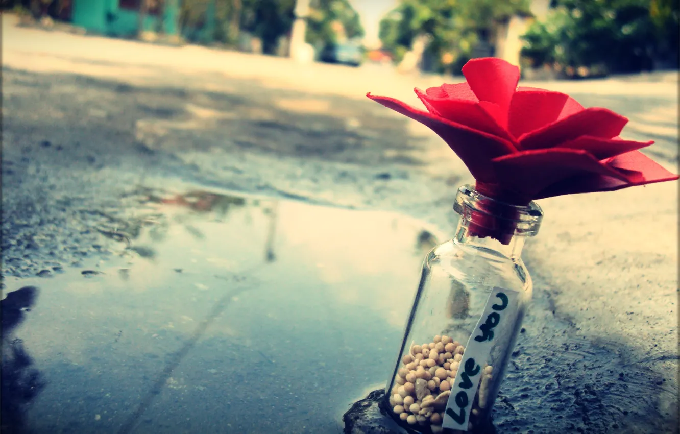 Фото обои цветок, макро, любовь, камни, улица, бутылка, лужа, записка