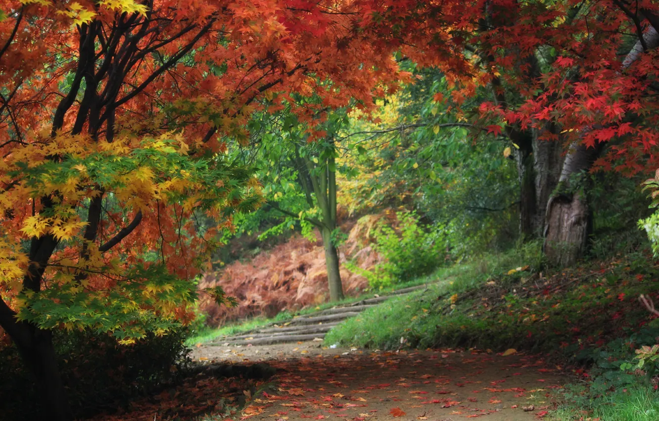 Фото обои осень, листья, деревья, парк, дорожка