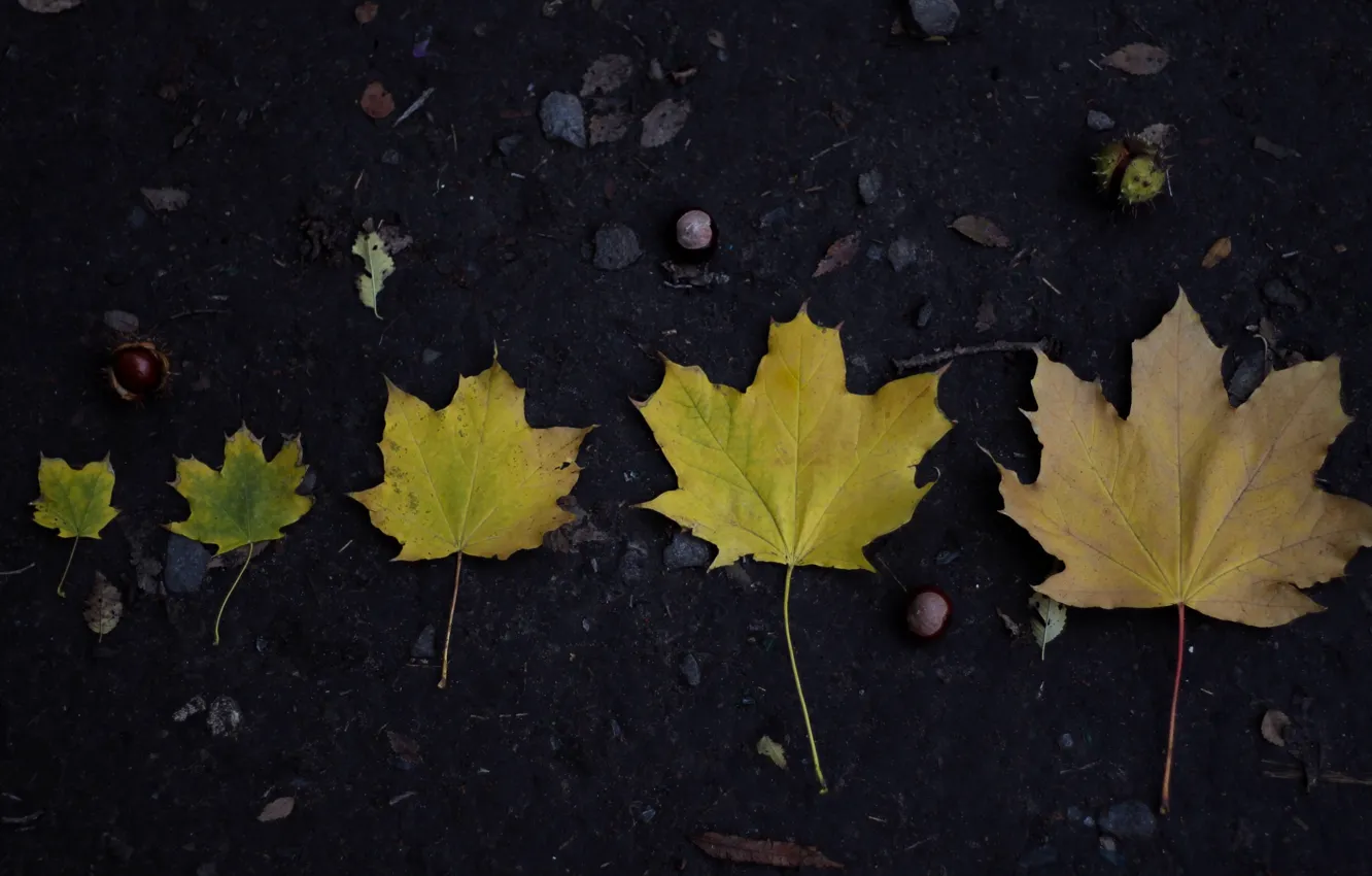 Фото обои осень, листья, природа, жизнь, красиво, клён, каштан, возраст
