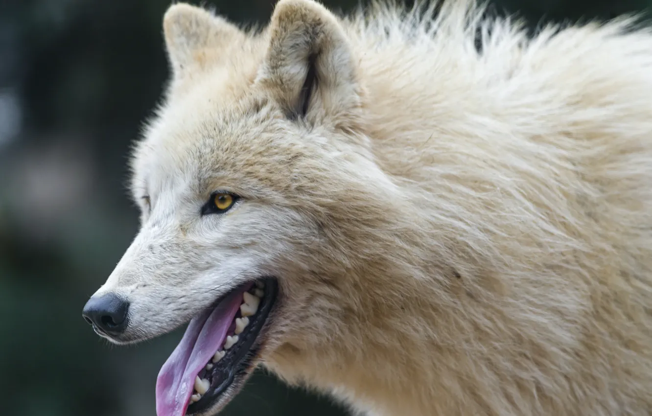 Фото обои язык, морда, волк, хищник, ©Tambako The Jaguar