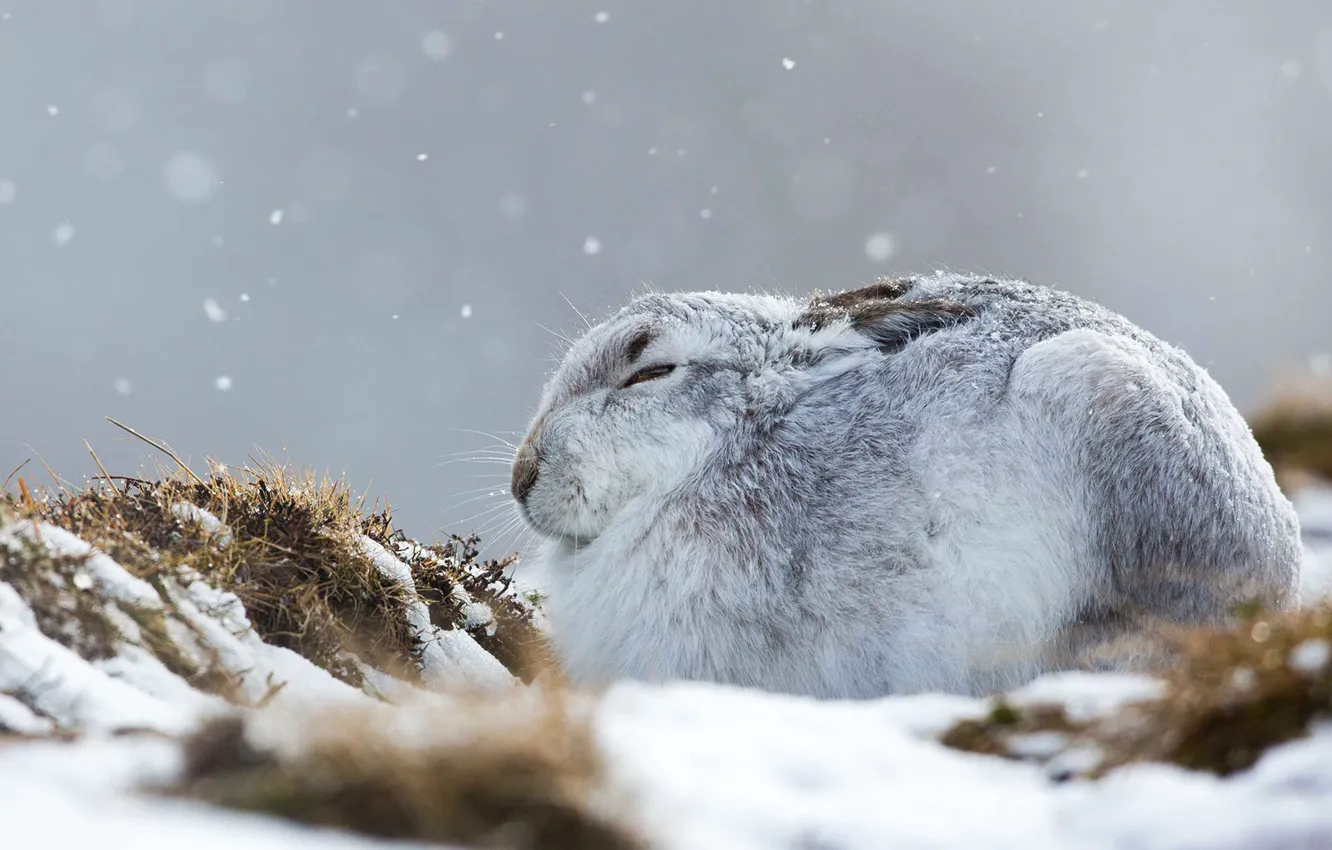 Фото обои зима, Шотландия, заяц-беляк