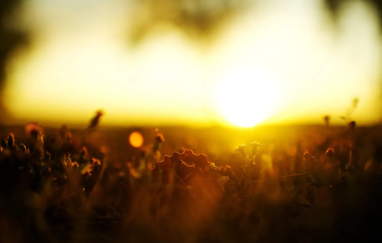Фото обои трава, солнце, макро, закат, природа, травка, 2560x1600