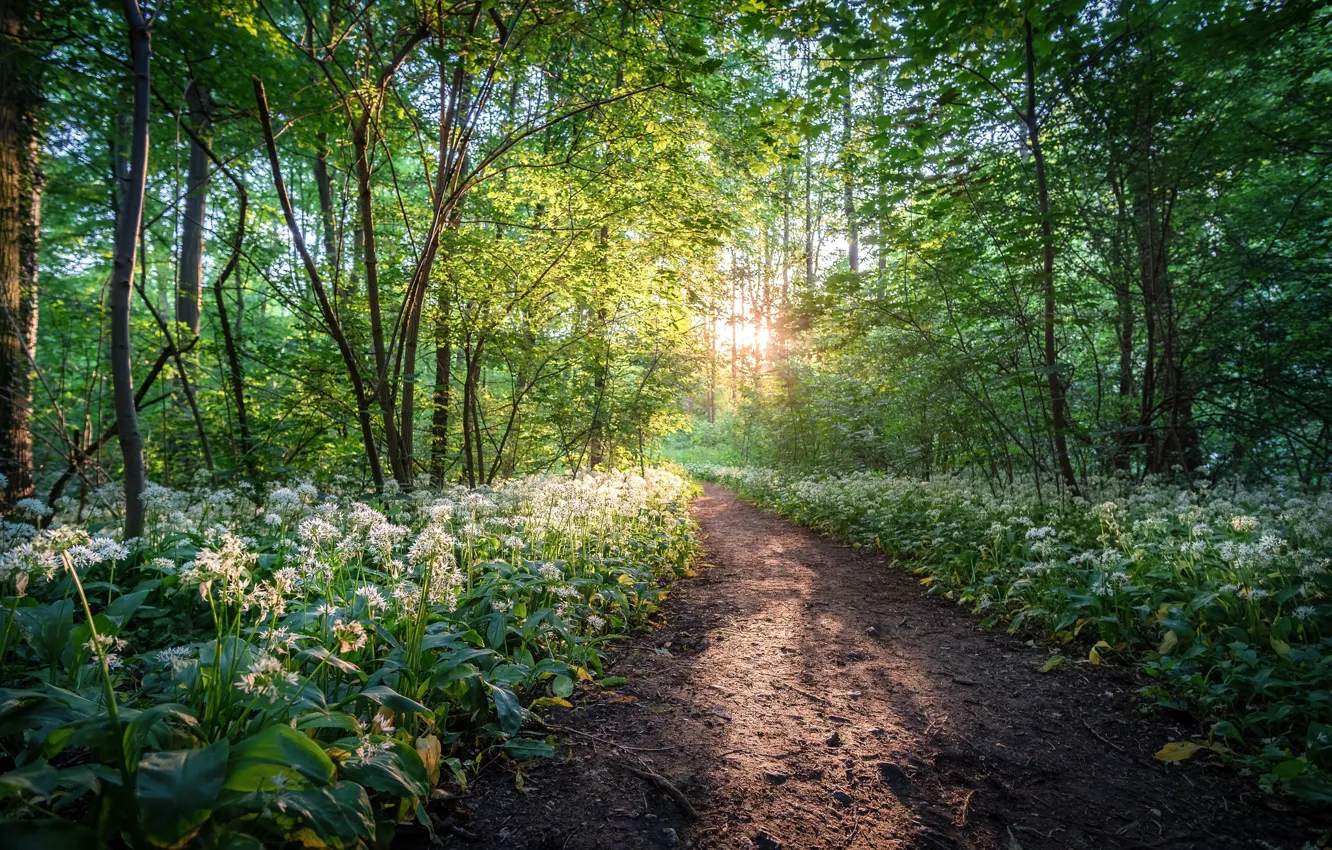 Фото обои лес, деревья, цветы, парк, Германия, тропинка, Germany, Саксония