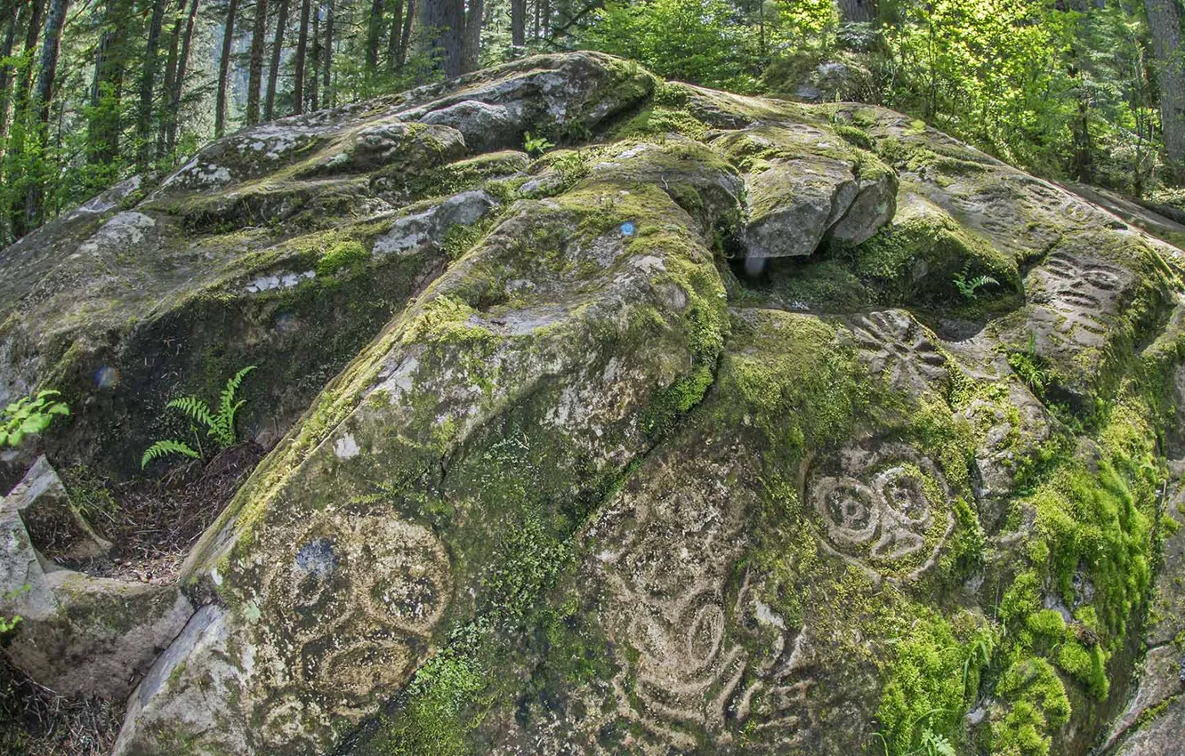 Фото обои лес, камень, Канада, Британская Колумбия, петроглифы, Белла Кула