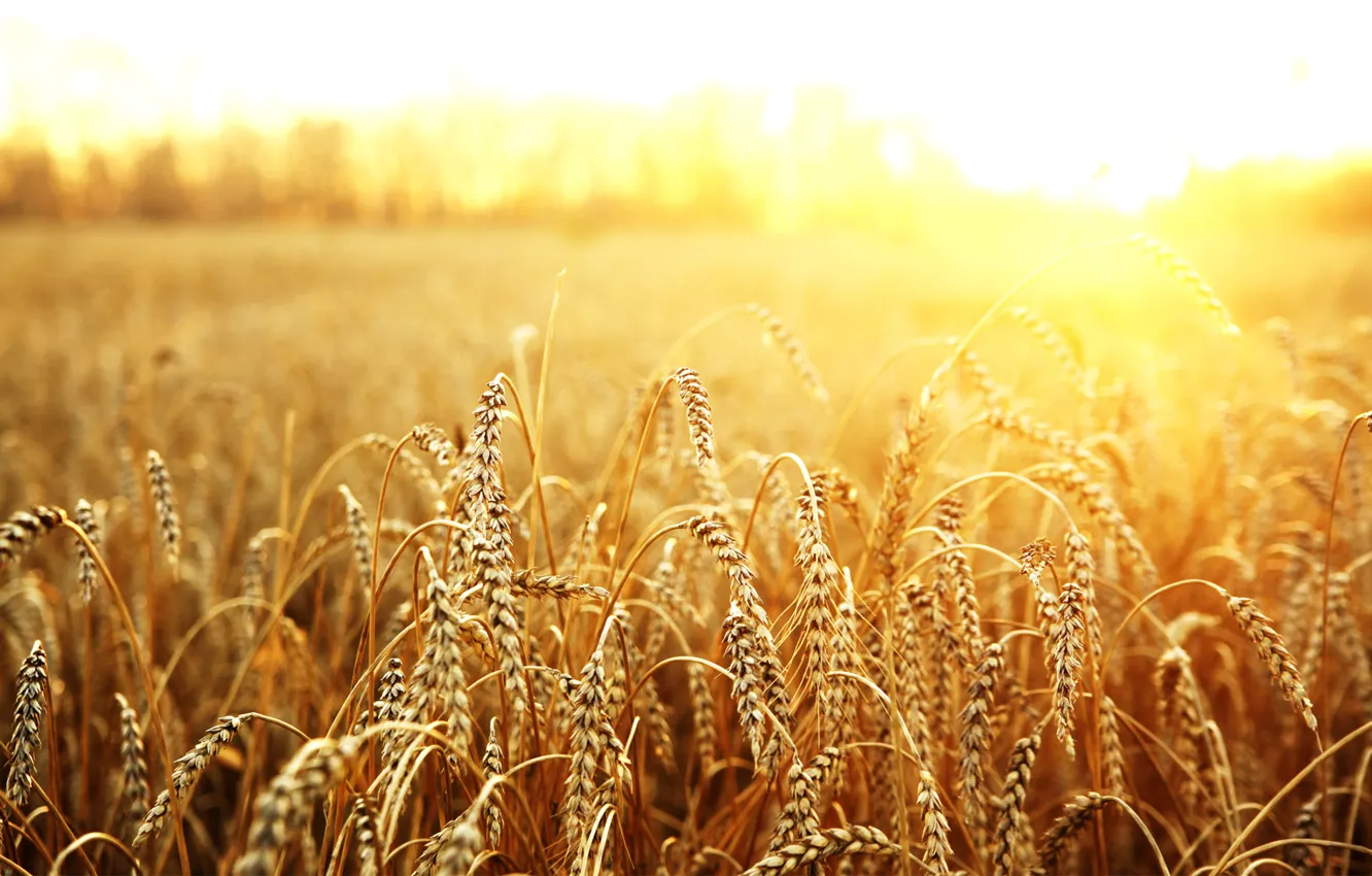 Фото обои пшеница, поле, солнце, макро