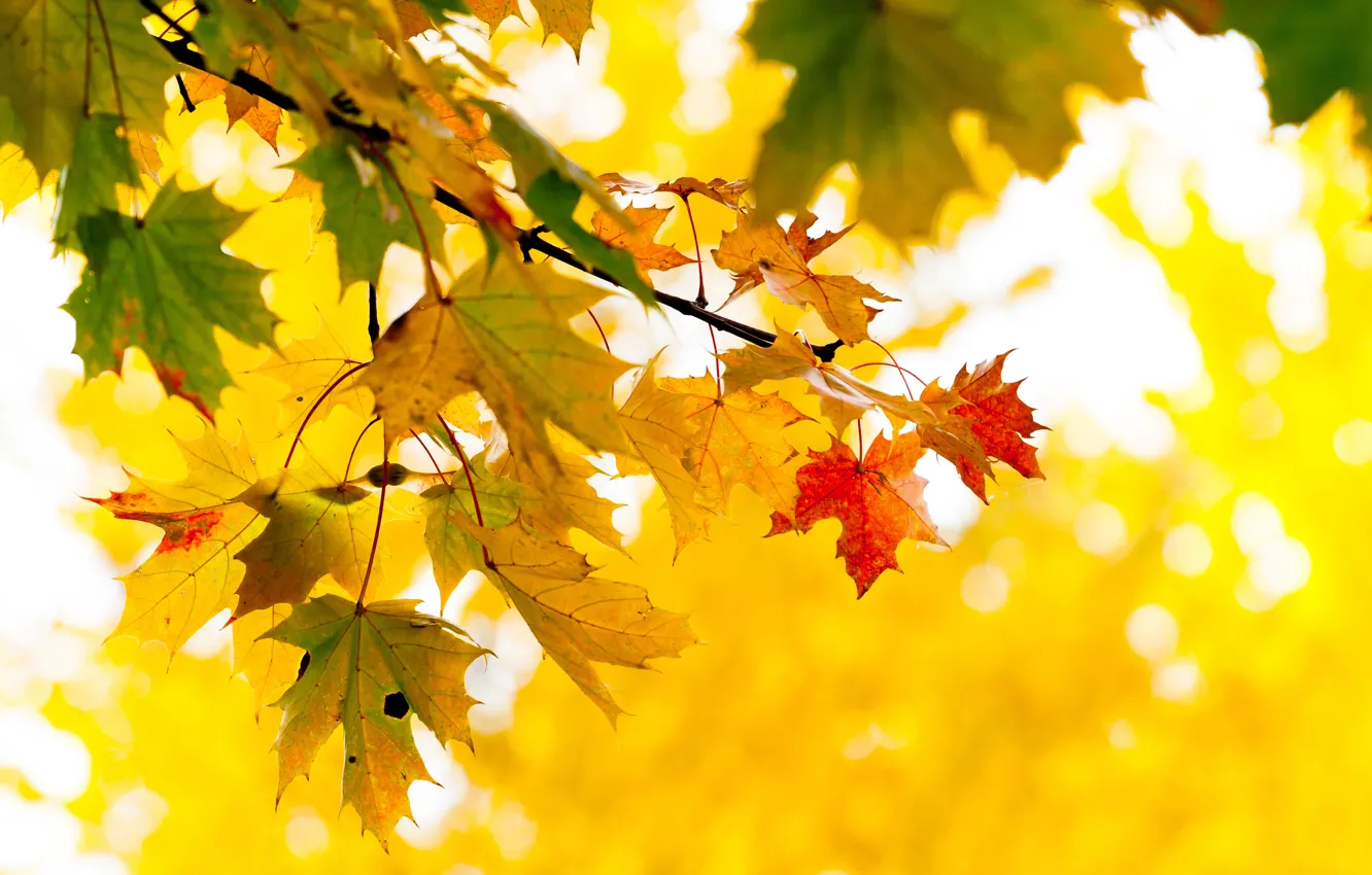 Фото обои осень, листья, дерево, ветка, желтые, клен