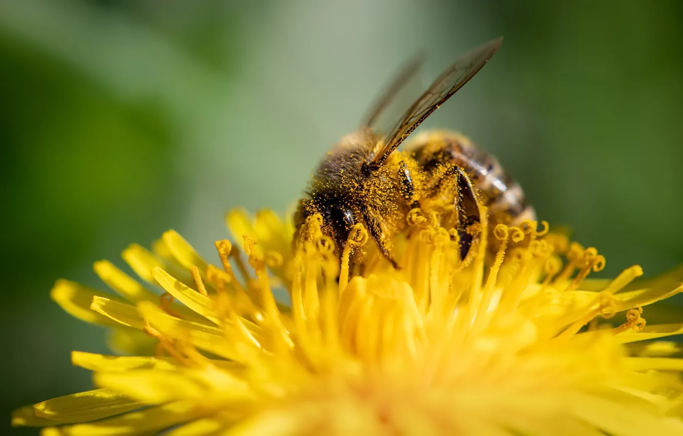 Фото обои цветок, лето, пчела