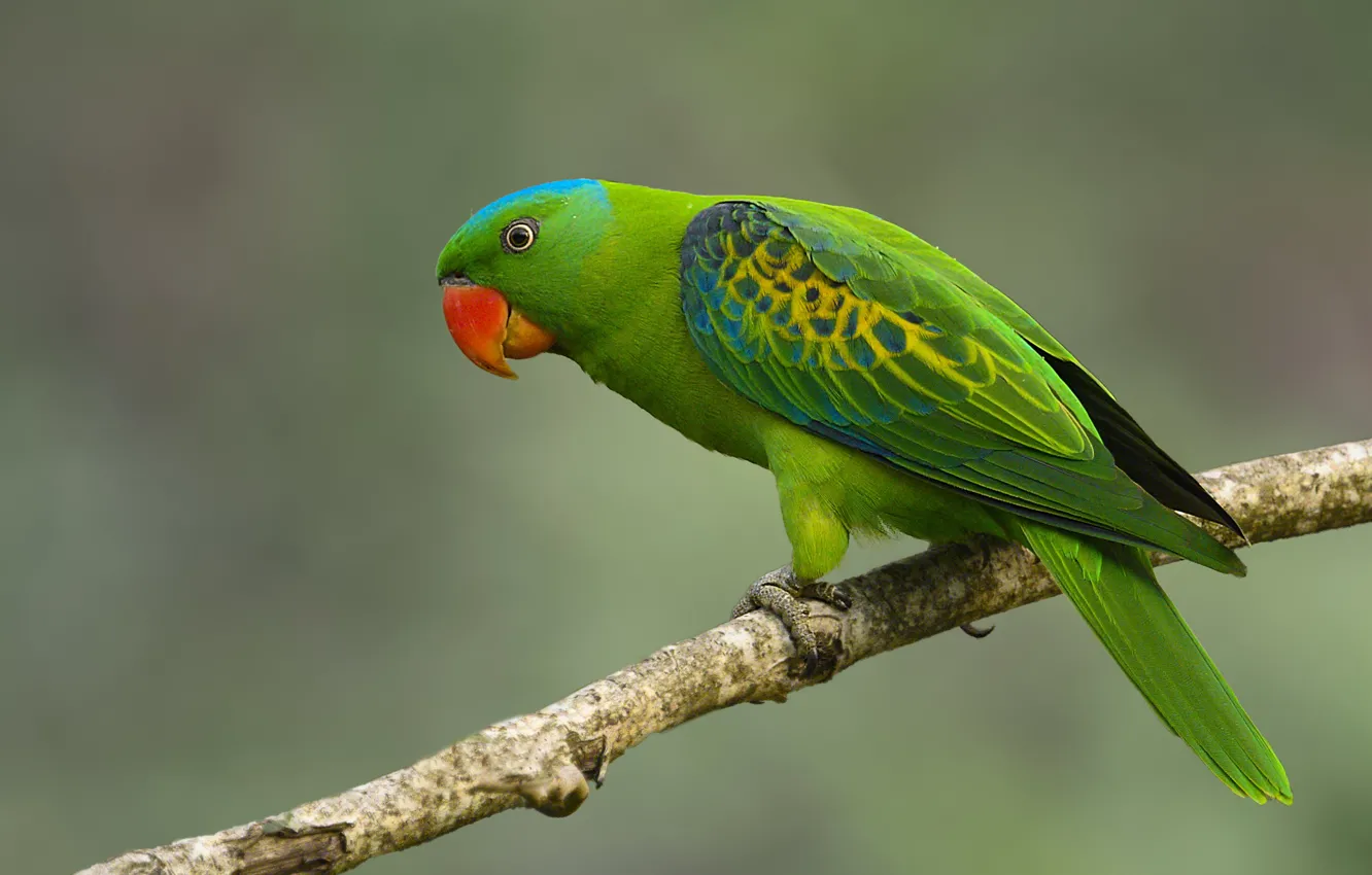 Фото обои зеленый, птица, ветка, попугай, ожереловый попугай