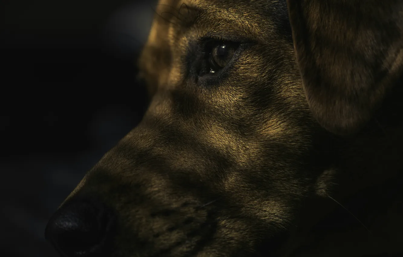 Фото обои взгляд, морда, собака, грустный