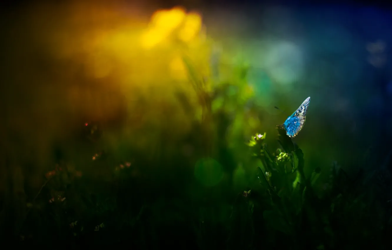 Фото обои трава, цветы, блики, бабочка