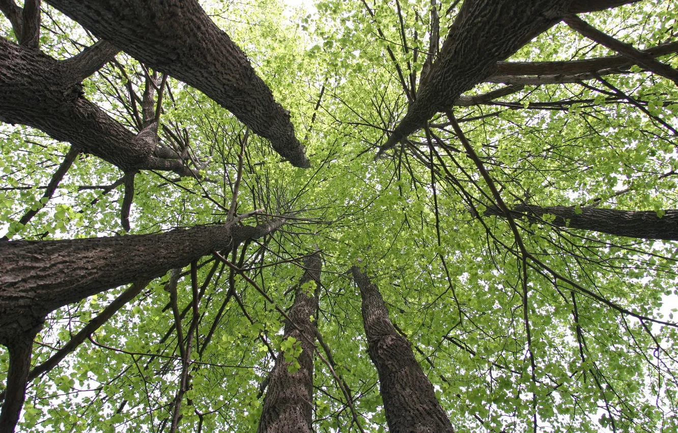 Фото обои природа, дерево, липа