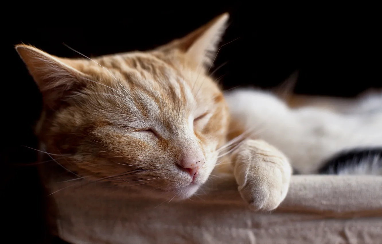 Фото обои cat, pets, sleeping