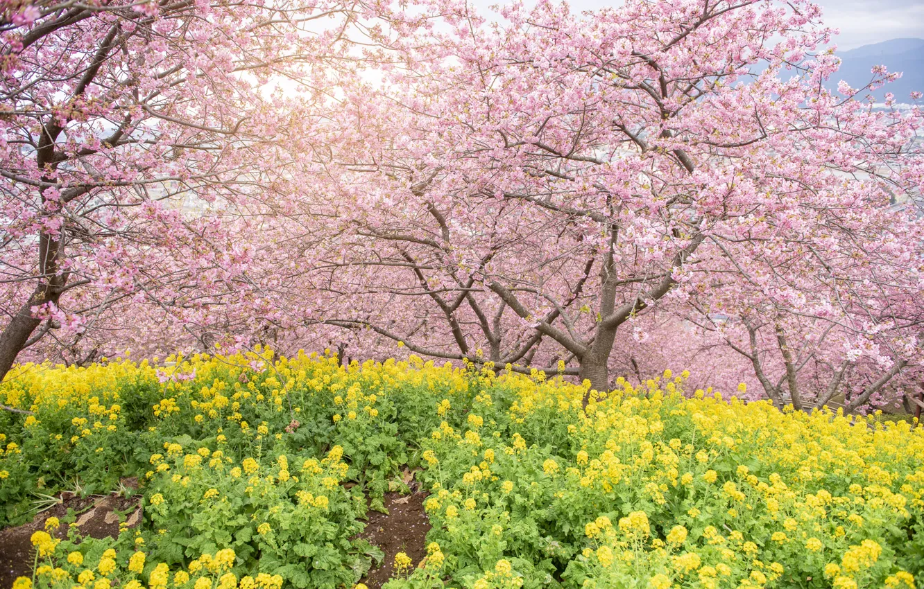 Фото обои деревья, цветы, парк, весна, сакура, цветение, pink, blossom