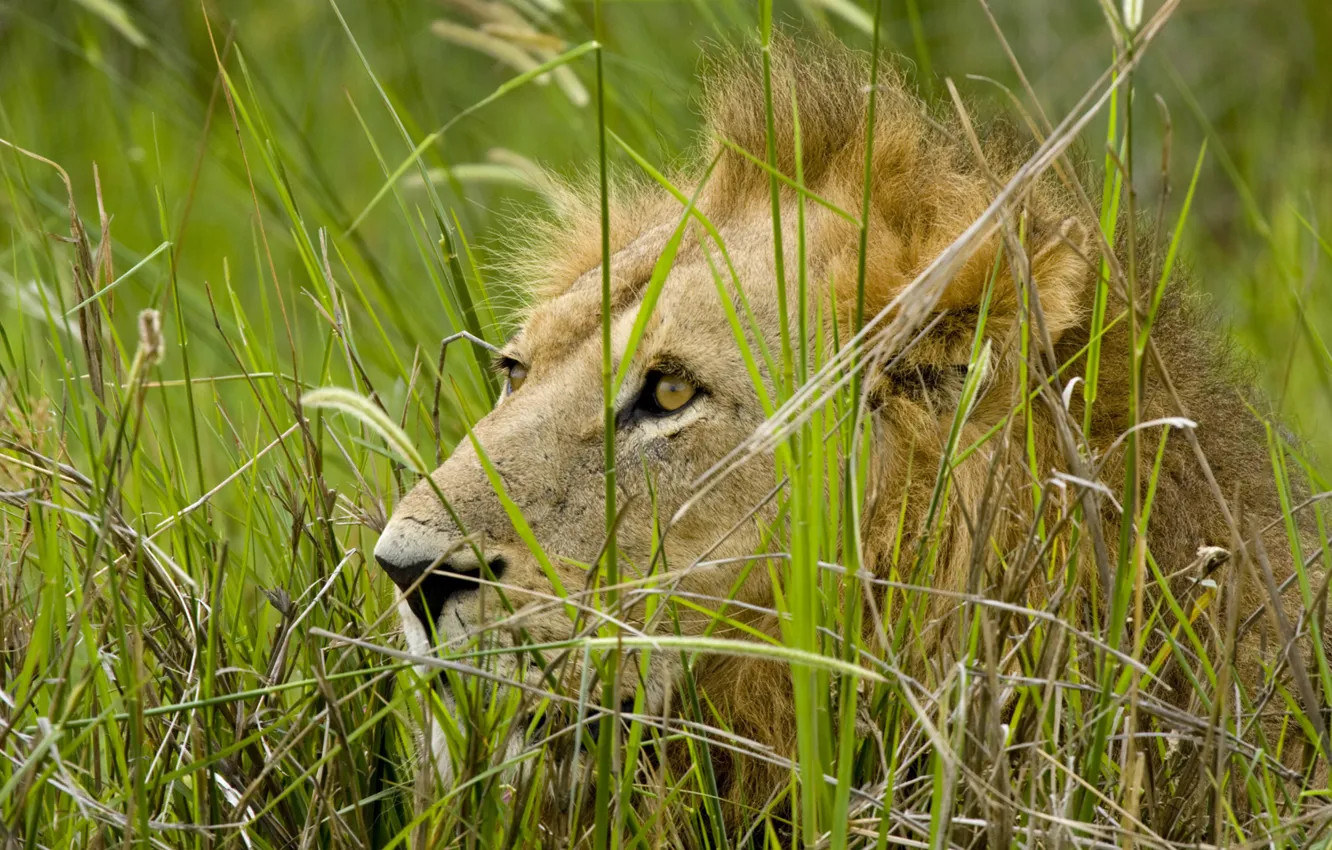 Фото обои трава, взгляд, хищник, лев