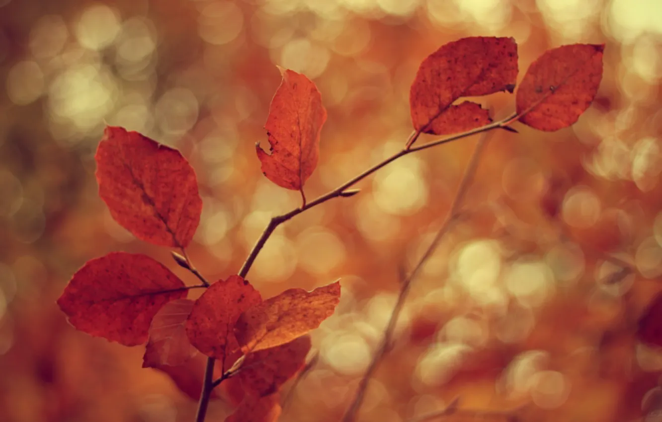 Фото обои холод, осень, листья, ветки, дерево, ветер, ветви, листва