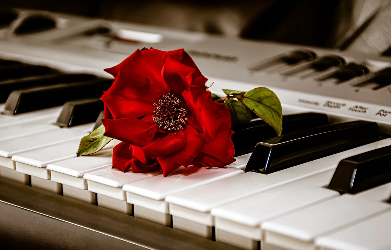 Фото обои цветок, макро, музыка, роза, клавиши, красная, синтезатор, музыкальный инструмент
