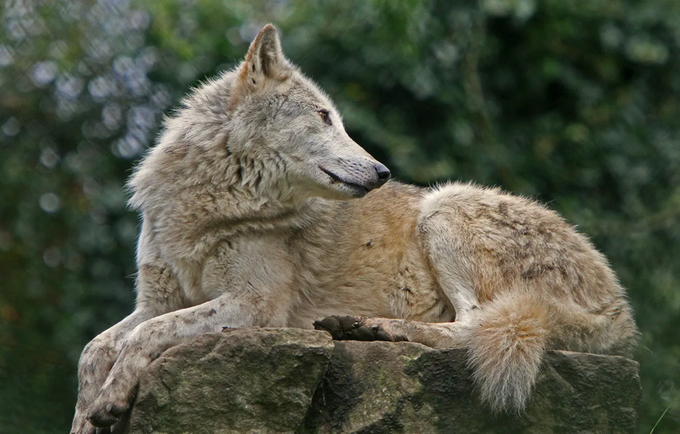 Фото обои Predator, nature, animal, wolf, wildlife, portrait, portrait., Canis lupus. face
