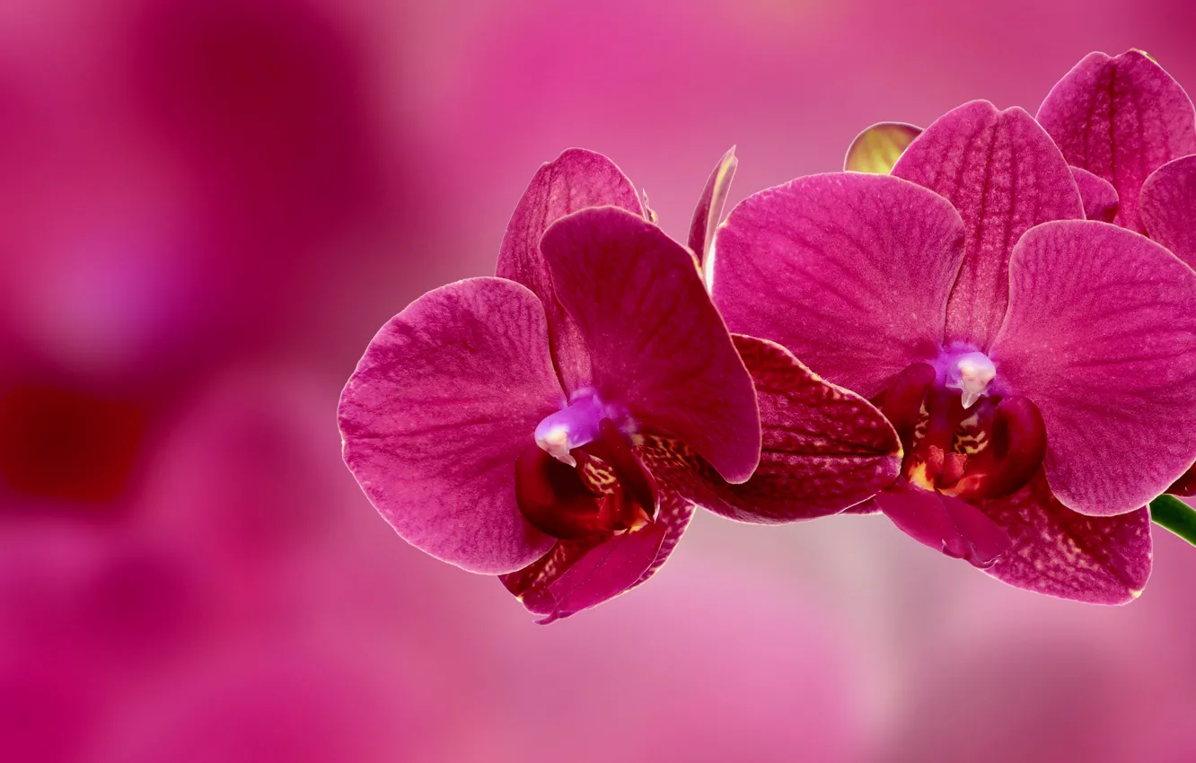 Фото обои ветка, лепестки, орхидея, соцветие