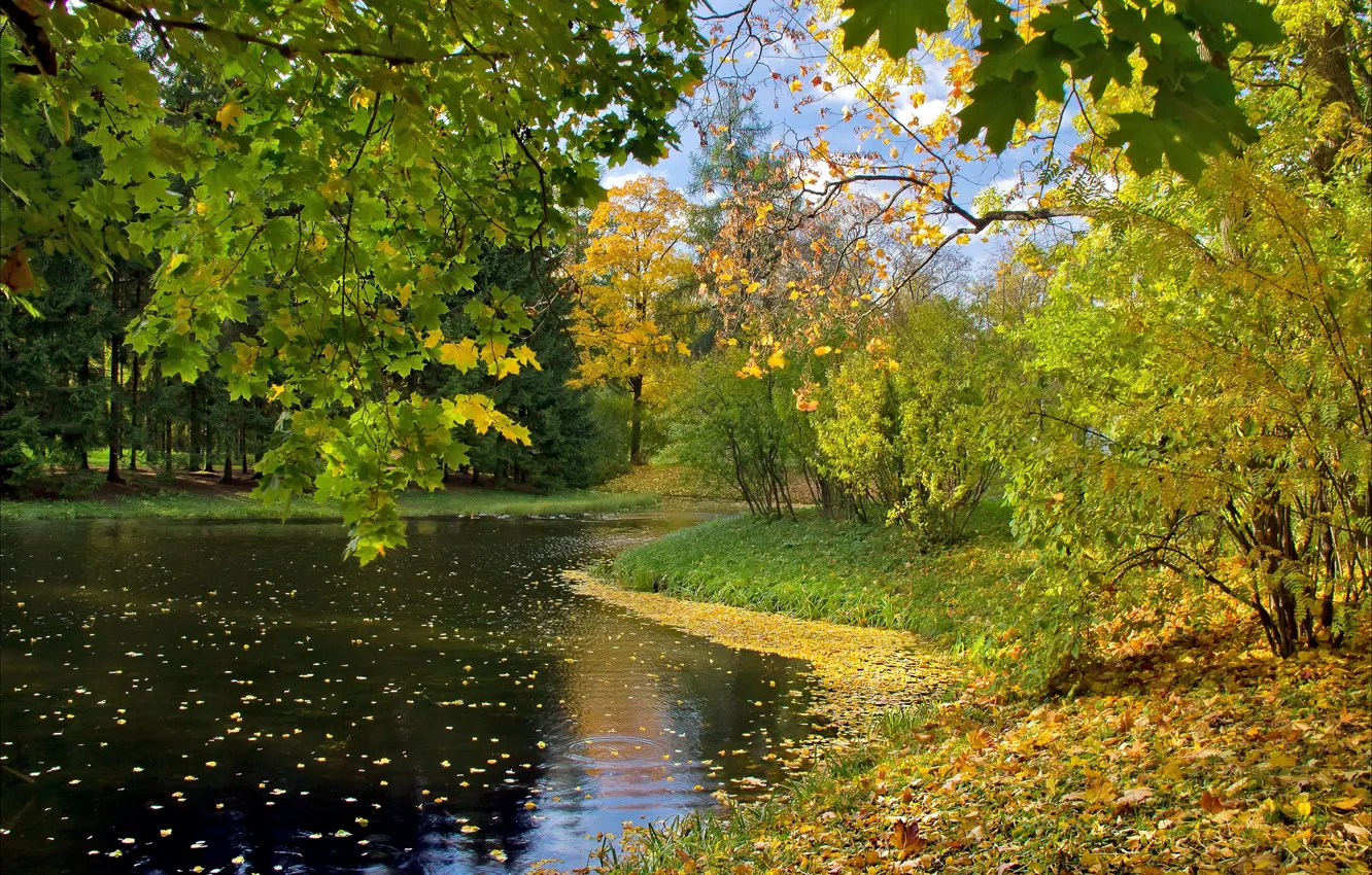 Фото обои осень, листья, озеро