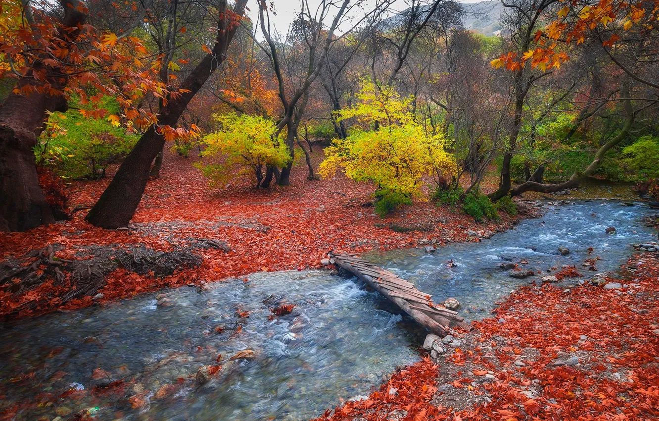 Фото обои осень, лес, листья, природа, ручей, мостик, предгорье