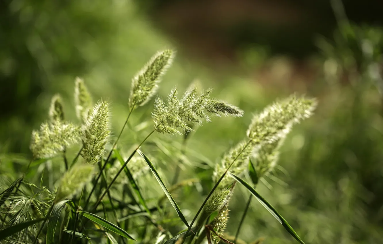 Фото обои трава, макро, природа, колоски