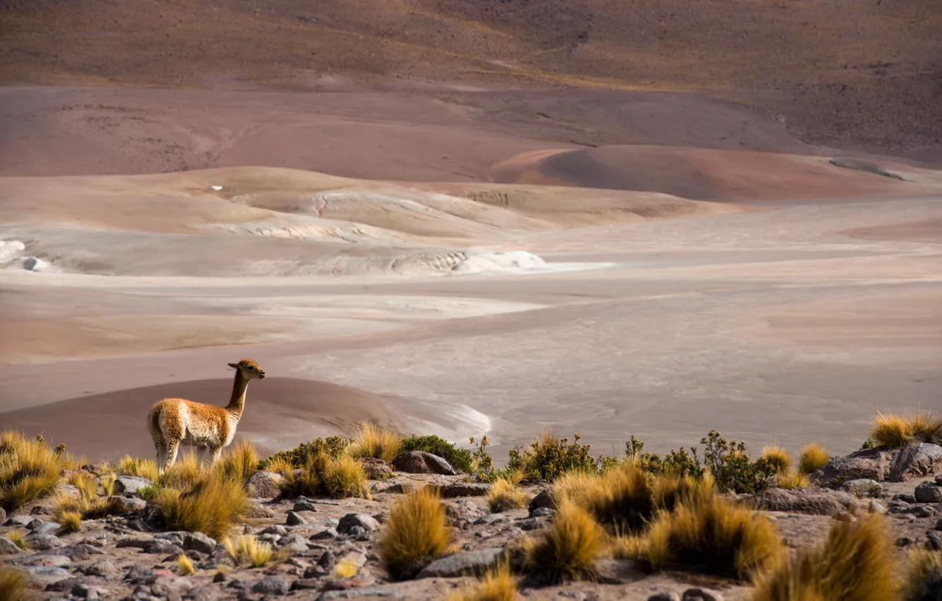 Фото обои Chile, San Pedro de Atacama, altiplano, Antofagasta, Atacama