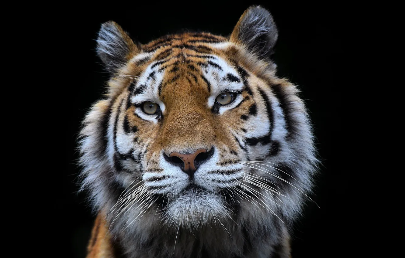 Фото обои взгляд, тигр, зверь