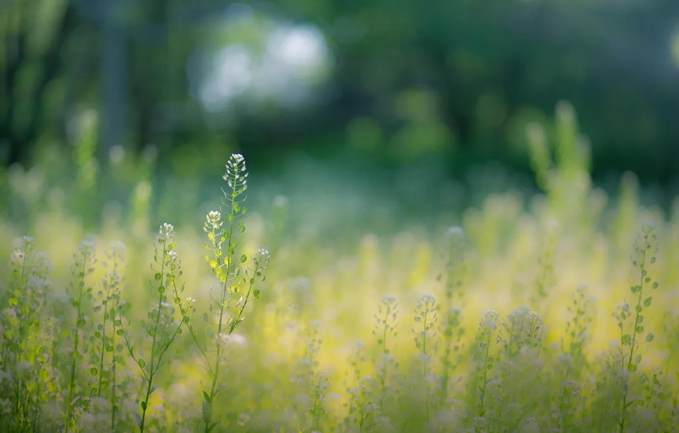Фото обои лето, трава, цветы, боке