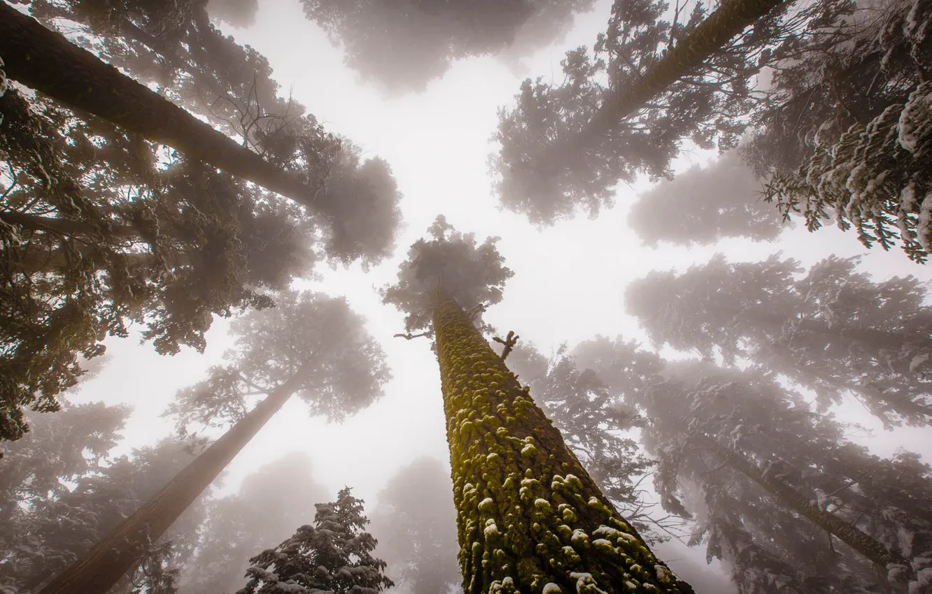 Фото обои United States, Fog, Forest, Trees, sequoia, Sierra Nevada, rainforest, Sequoia National Park