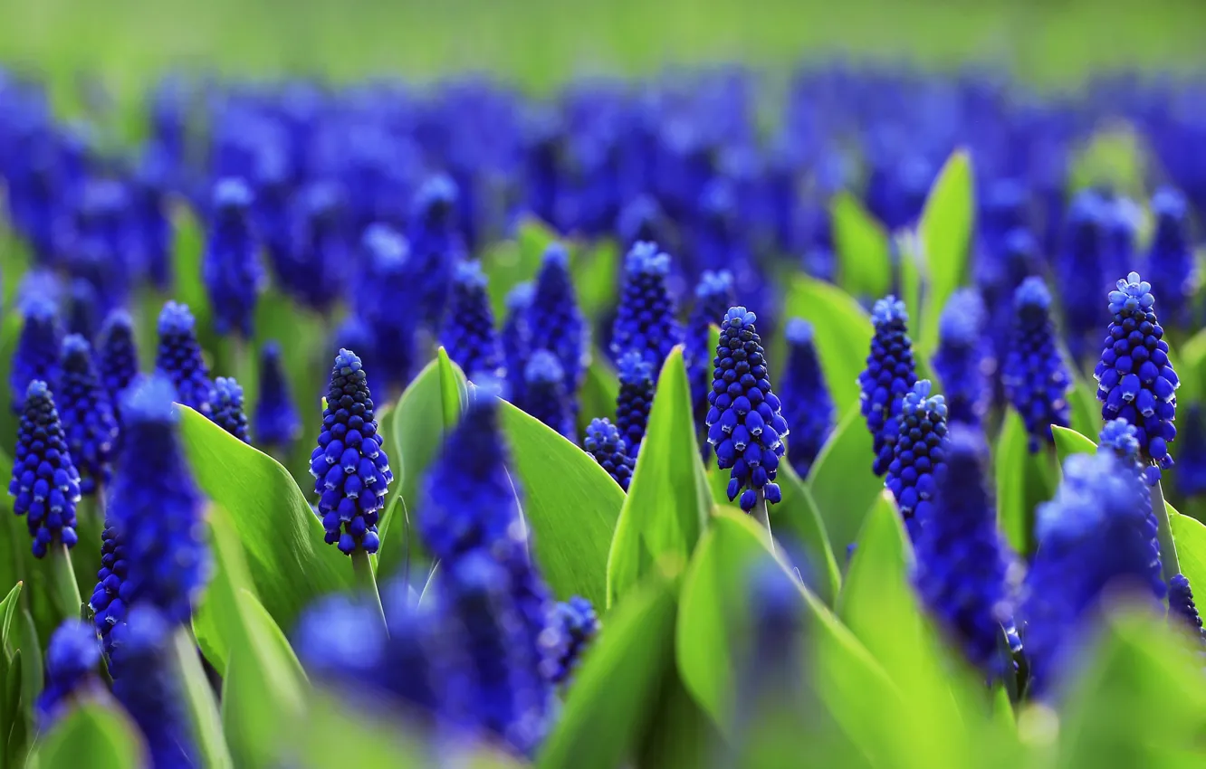 Фото обои цветы, поляна, яркие, весна, клумба, синие, много, мускари