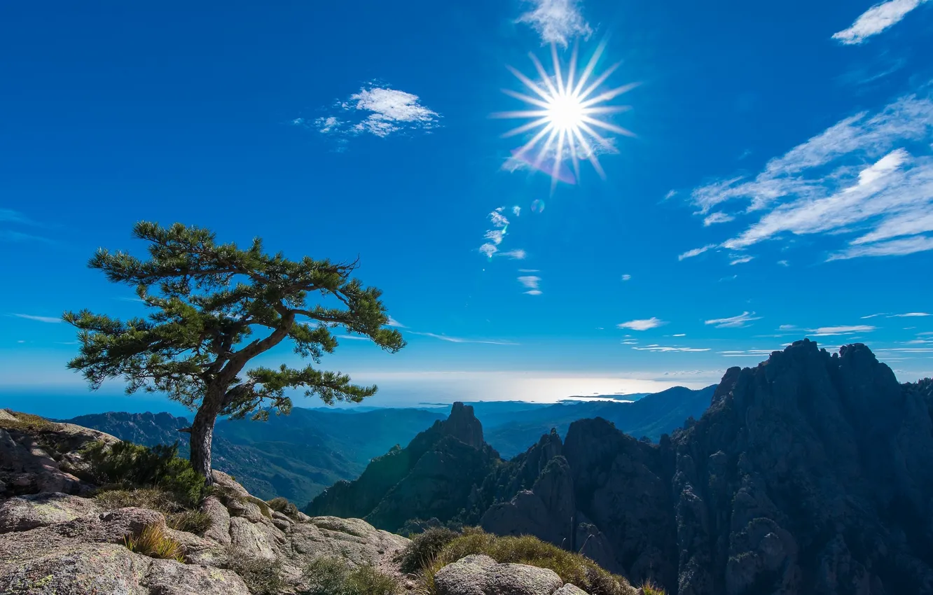 Фото обои небо, солнце, горы, дерево, Франция, France, Корсика, Corsica