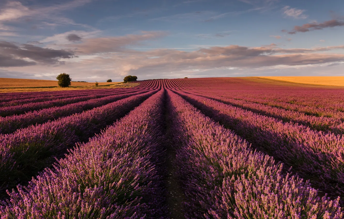 Фото обои поле, Англия, лаванда