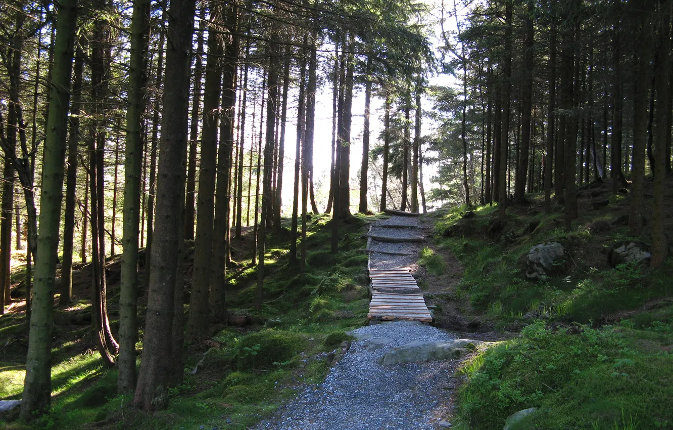 Фото обои лес, деревья, парк, дорожка, норвегия, norway