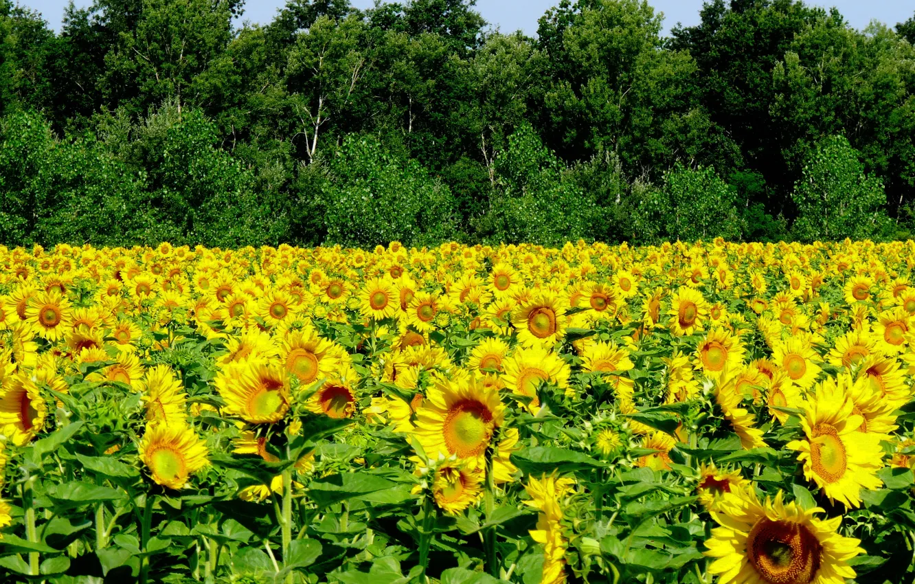 Фото обои Поле, Лето, Подсолнухи, Summer, Field, Sunflowers