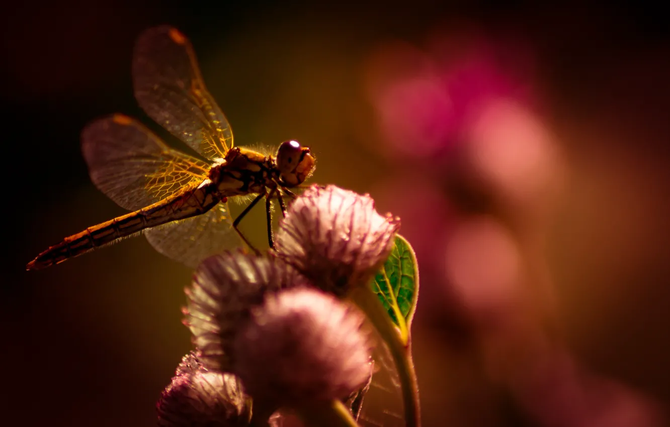 Фото обои summer, flower, nature, beautiful, fly, dragonfly, searching, plants