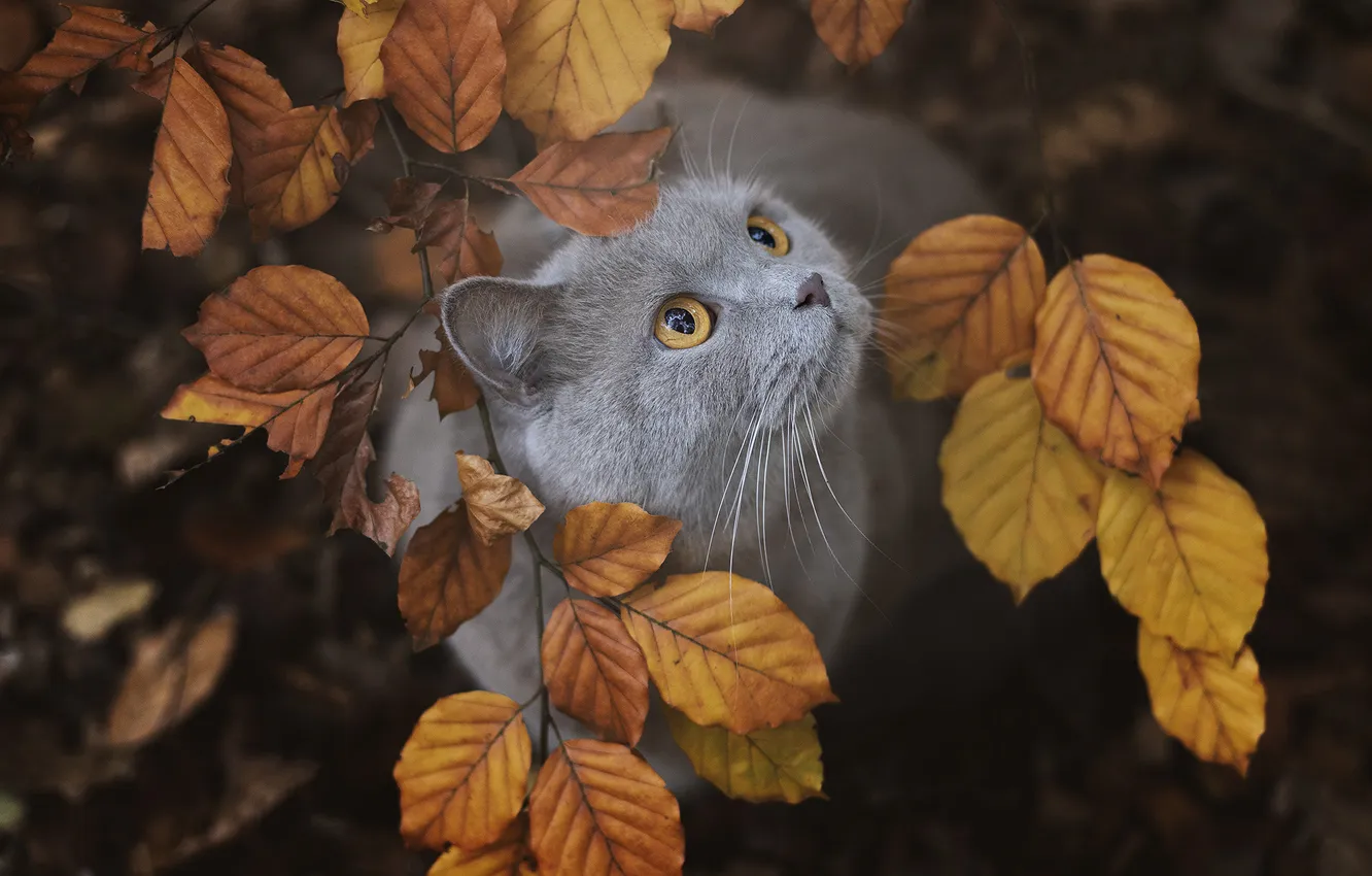 Фото обои кошка, кот, взгляд, поза, милый, мордашка