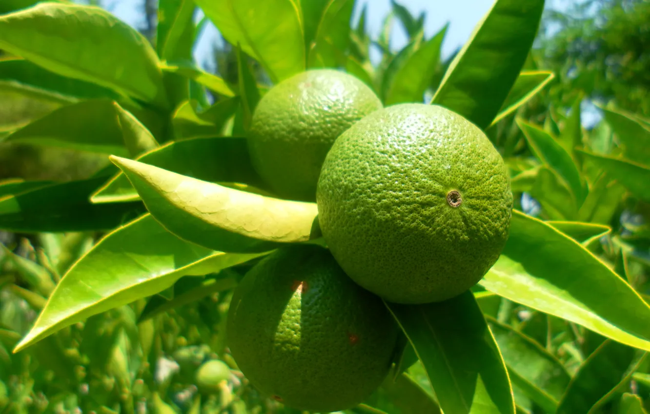 Фото обои природа, тропики, green, фрукты, lime